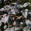 Physocarpus opulifolius 'Diablo' -- Rotblättrige Blasenspiere